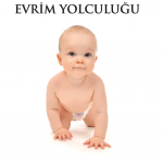 BİR HÜCREDEN İNSANA EVRİM YOLCULUĞU