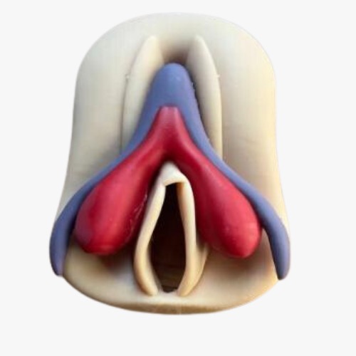 vulva klitoris